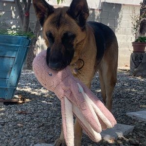 Meet your Posher, Diana